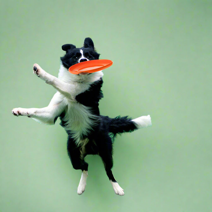 Dog Outdoor Interactive Toys
